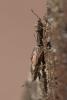 Nysius sp.